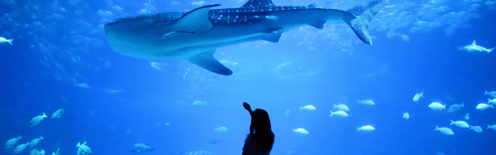 Lone person standing outside of huge aquarium with a huge shark swimming across