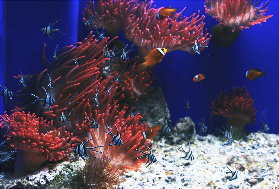A beautiful coral reef surrounded by various species of fish