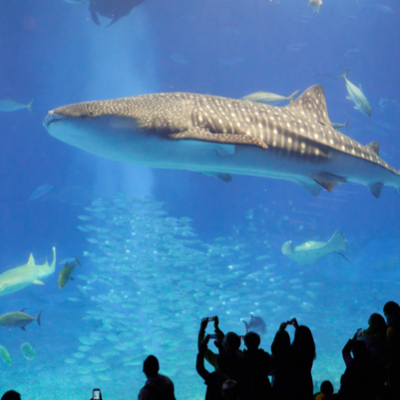 Large shark swimming in an aquarium while many people look at it in awe