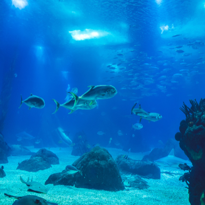 A scenic shot of fishing swimming in light blue water