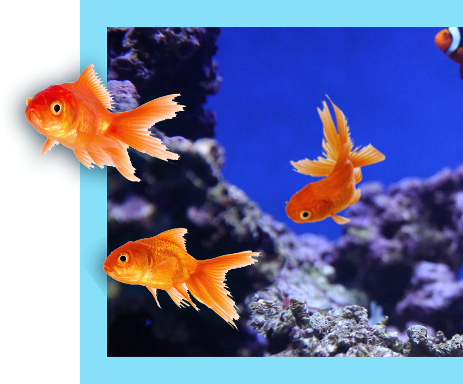 Goldfish swimming out of the picture