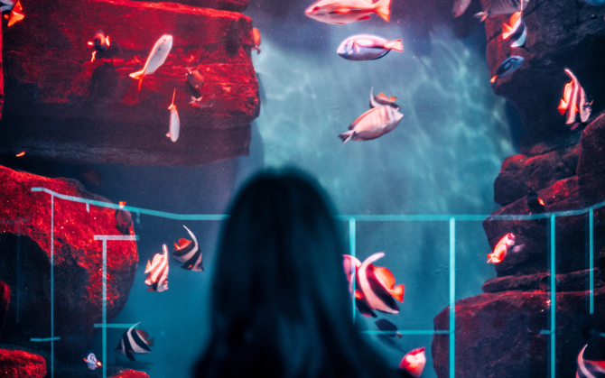 The backhead of a person staring into a beautiful aquarium