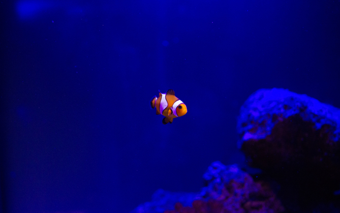 Single nemo fish swimming in dark blue water