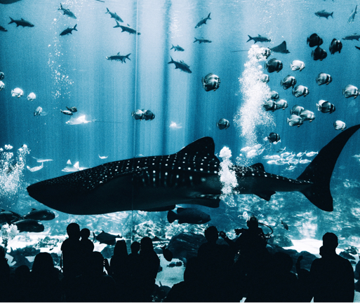 An aquariam showcasing a huge shark swimming sideways