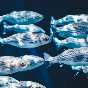Many silver fish swimming together closely